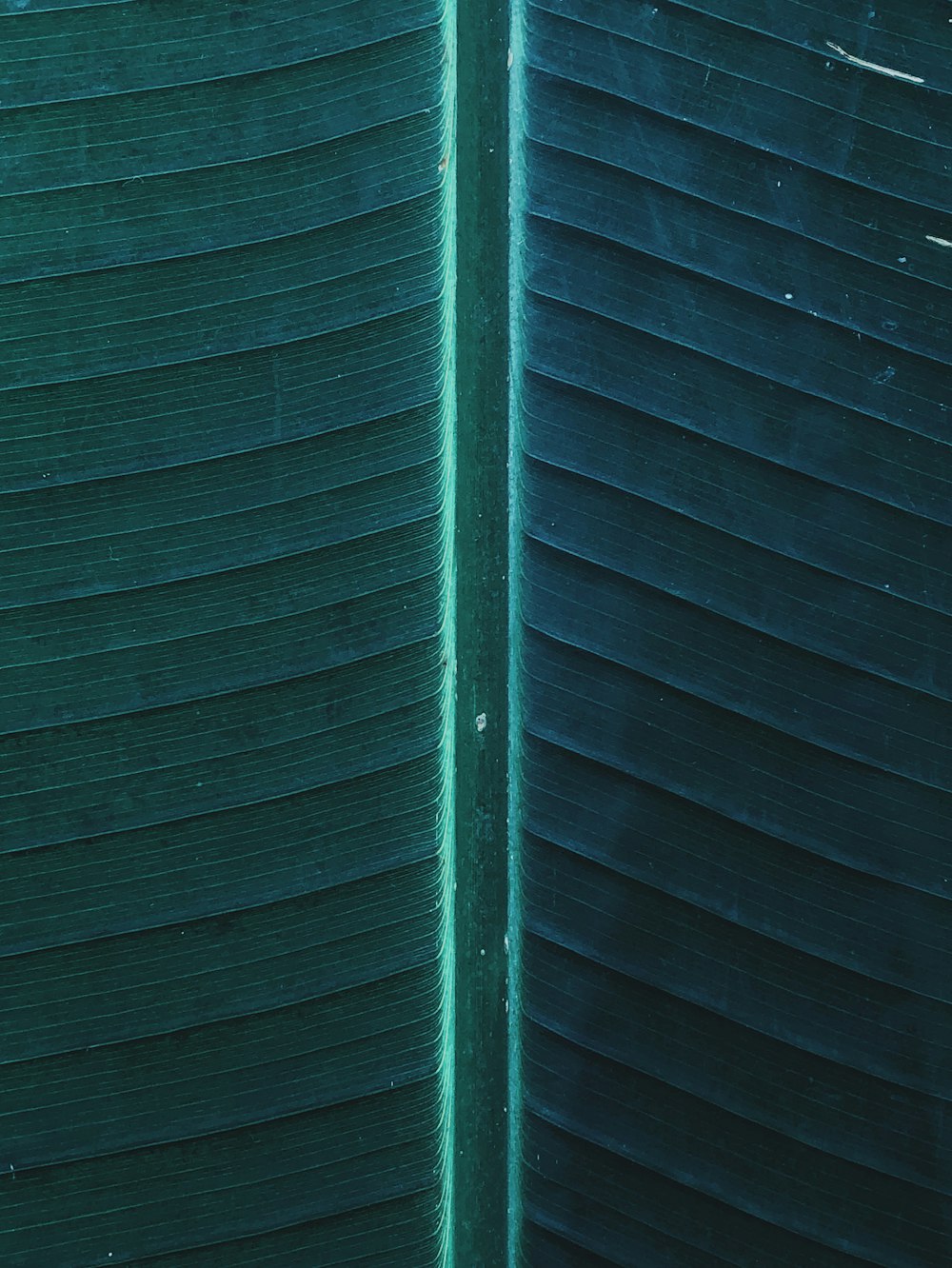 green banana leaf