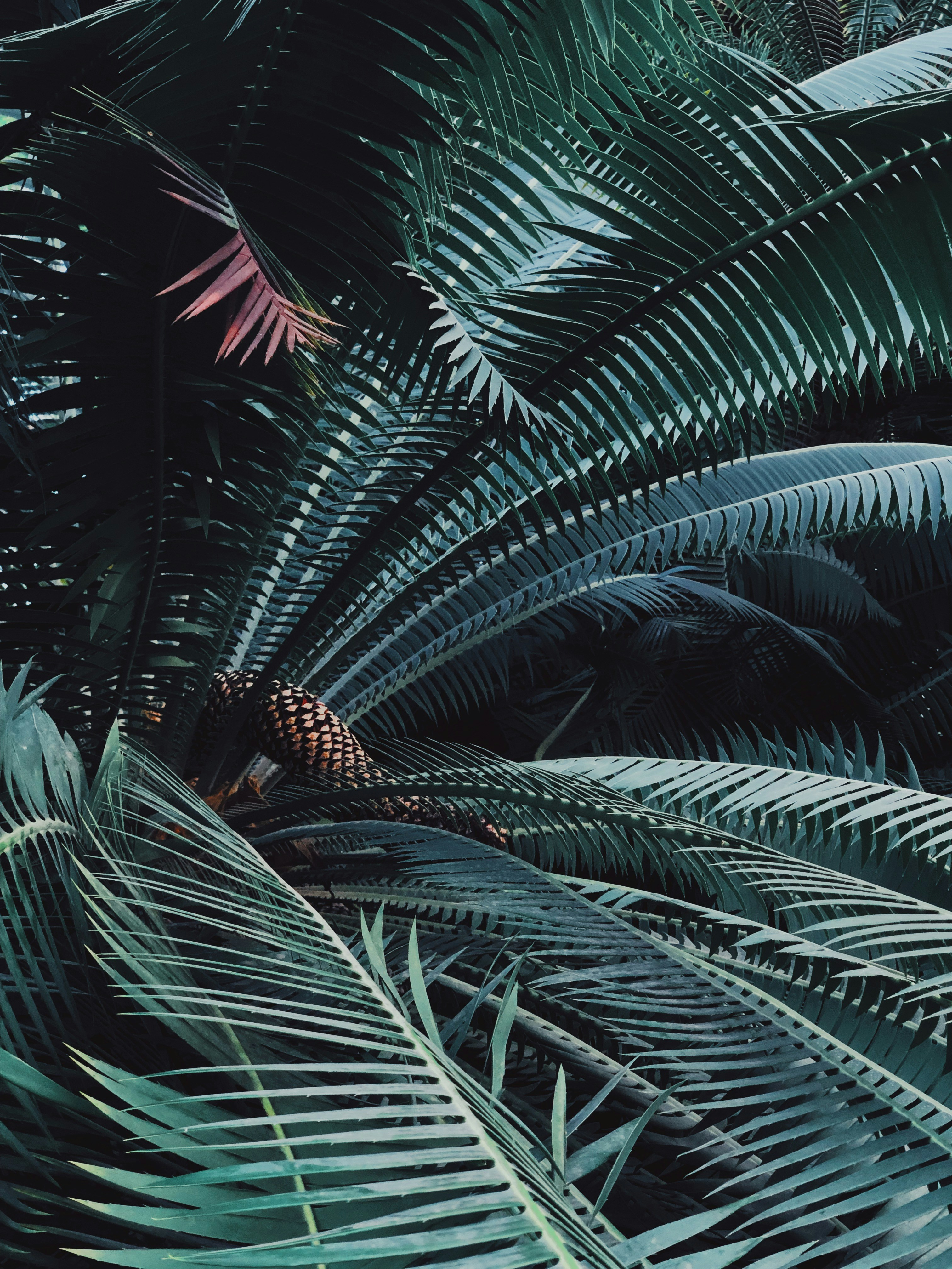 Berlin Botanical Garden photo 3