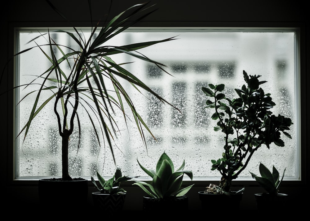 green indoor plants beside window during daytime