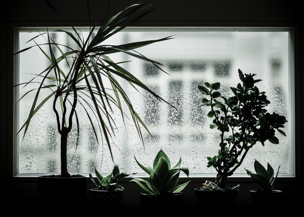 Grüne Zimmerpflanzen am Fenster während des Tages