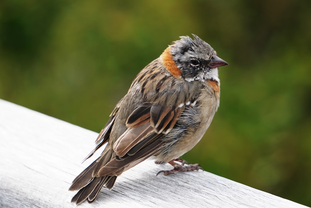 brown bird perching on branch