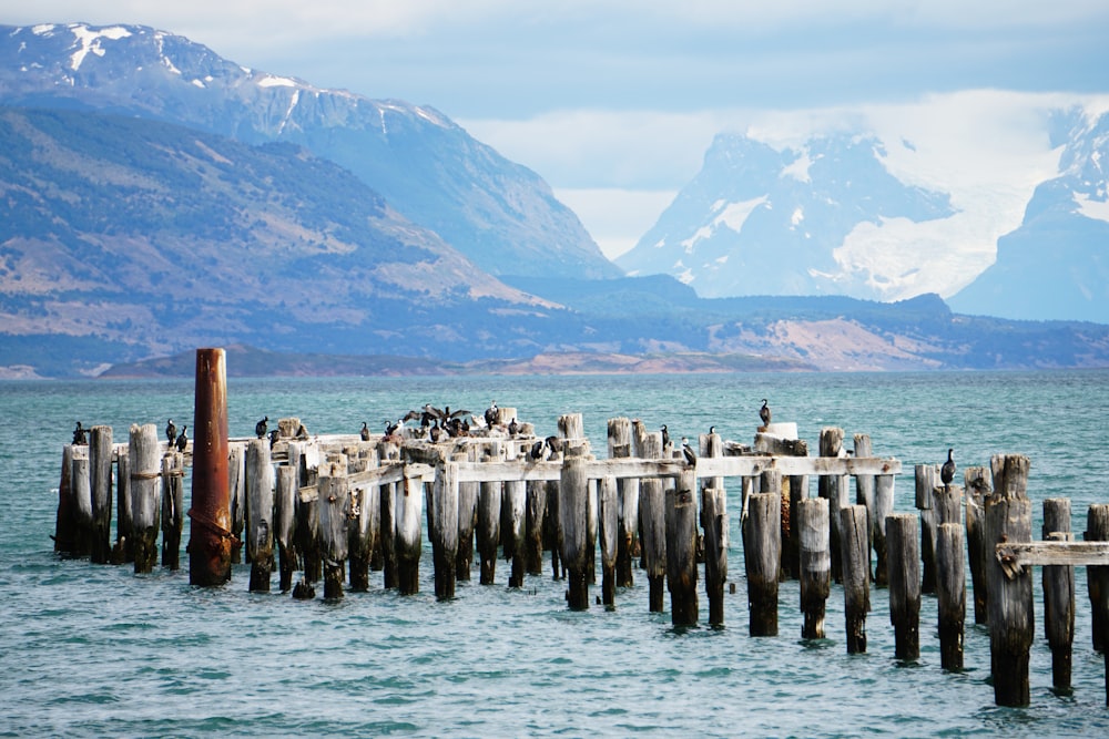 gray sea wooden posts near snow covered mountains during daytime