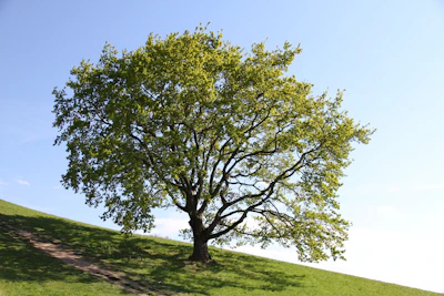 green and brown tree