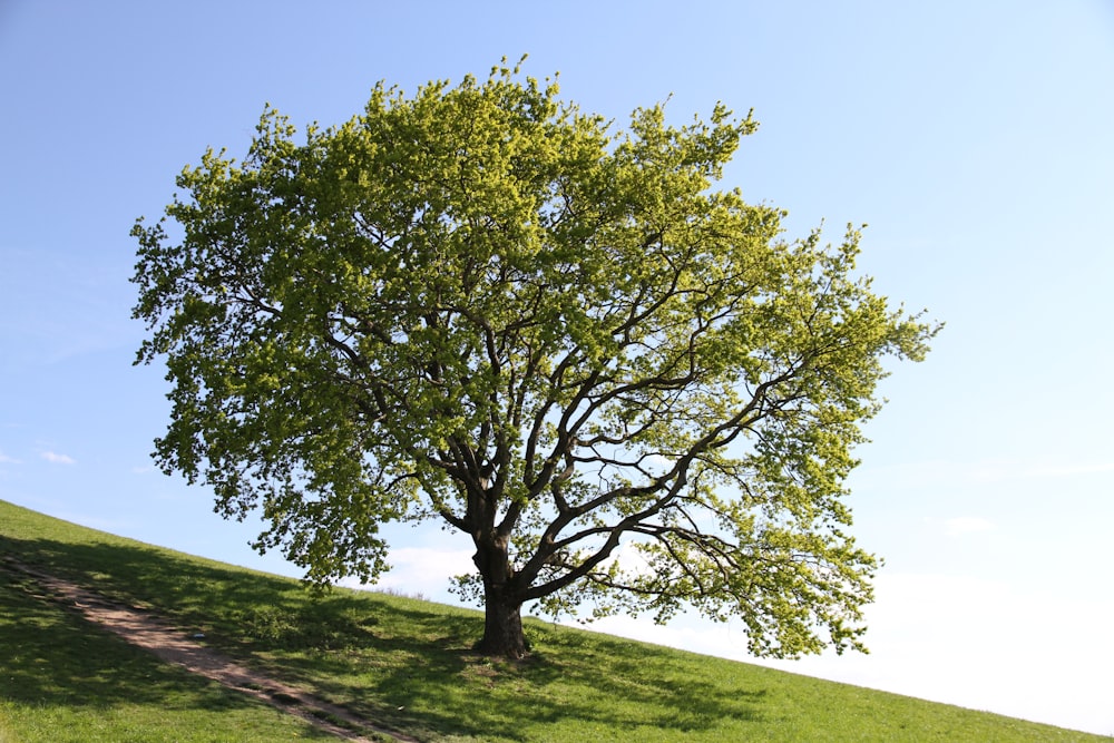 green and brown tree