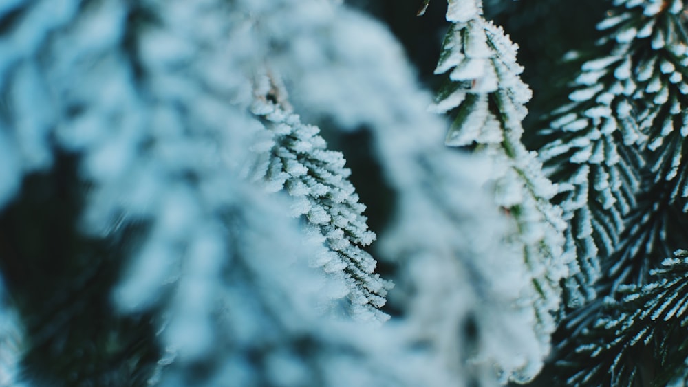 selective focus photography of snow covered trees