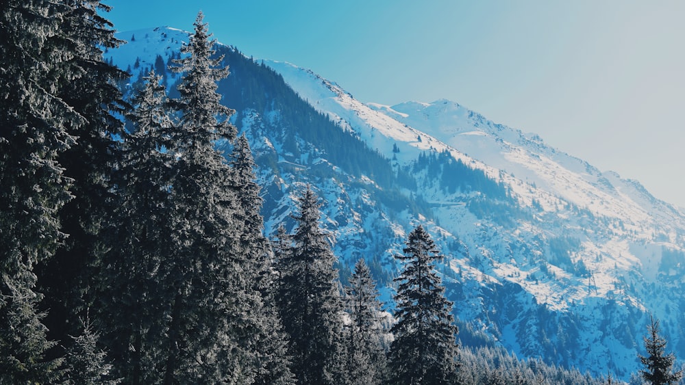 green pine trees on mountain side