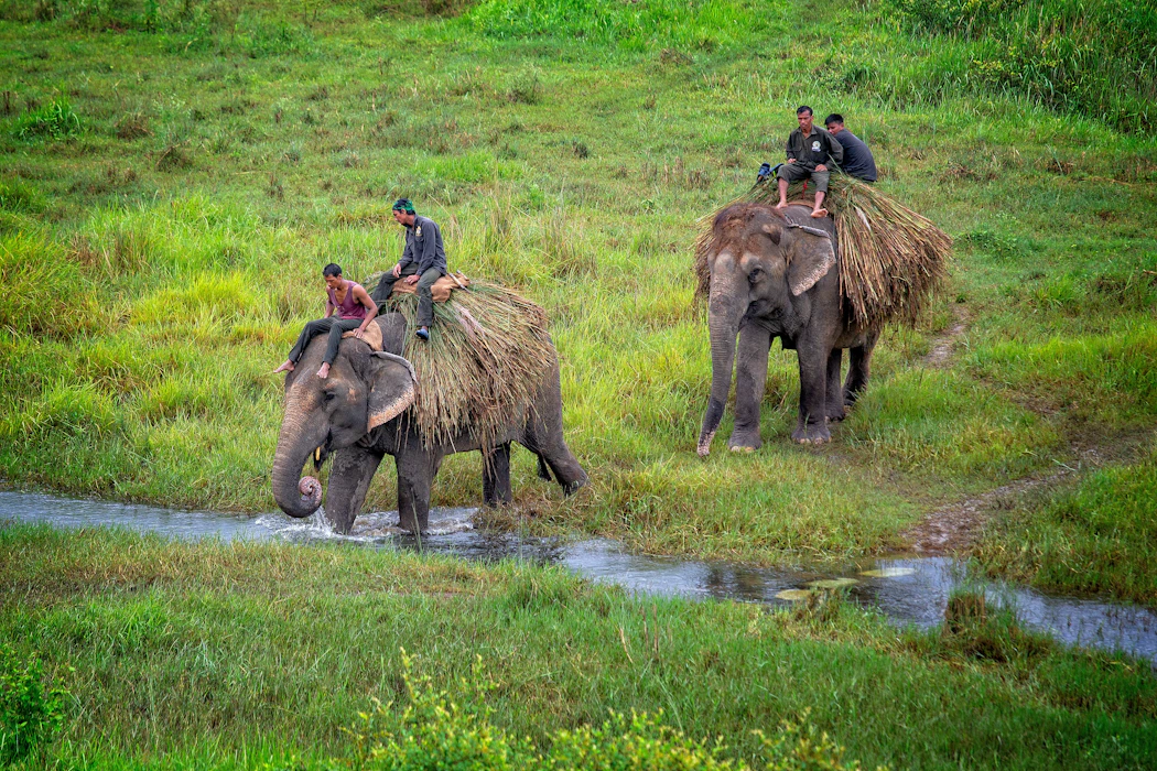Chitwan National Park Nepal