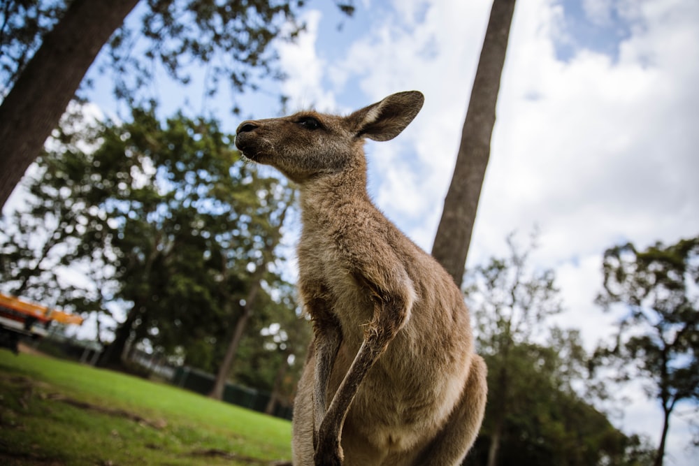 brown kangaroo