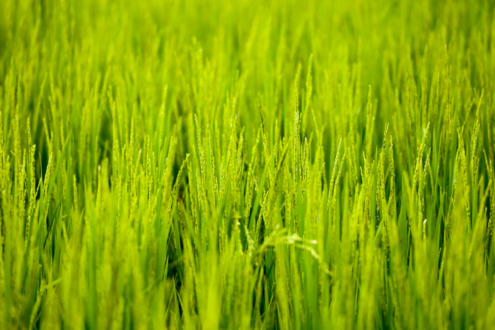 Rice field ready for planting