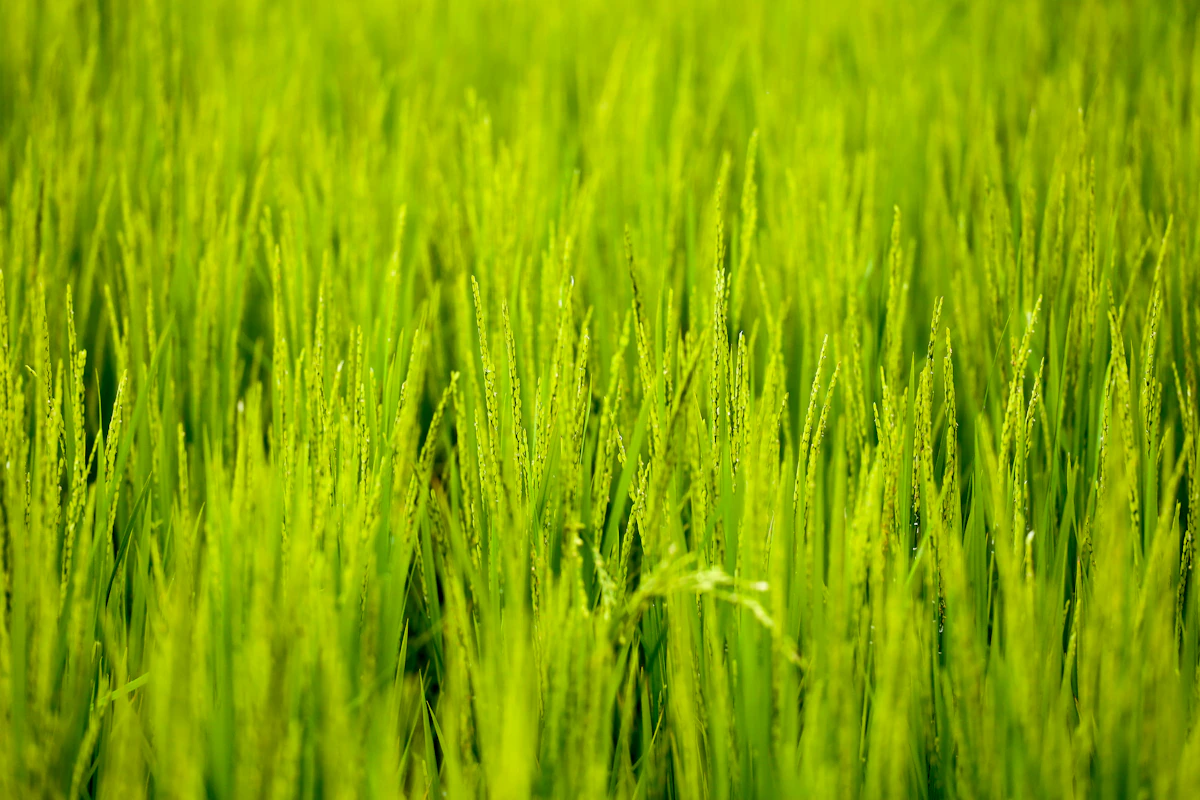Green rice paddy field