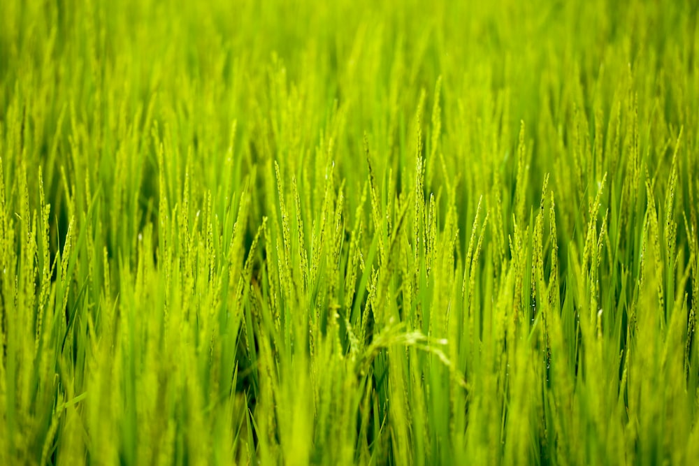 green rice paddy