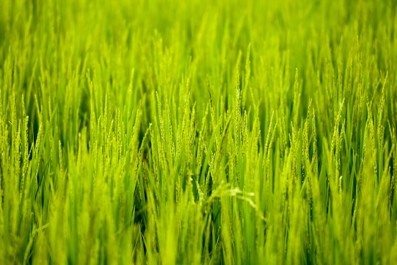 rice paddies, rice harvest, Japanese farmer, agricultural market