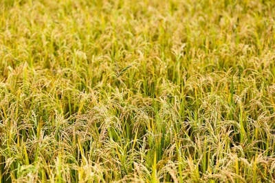 rice field during daytime