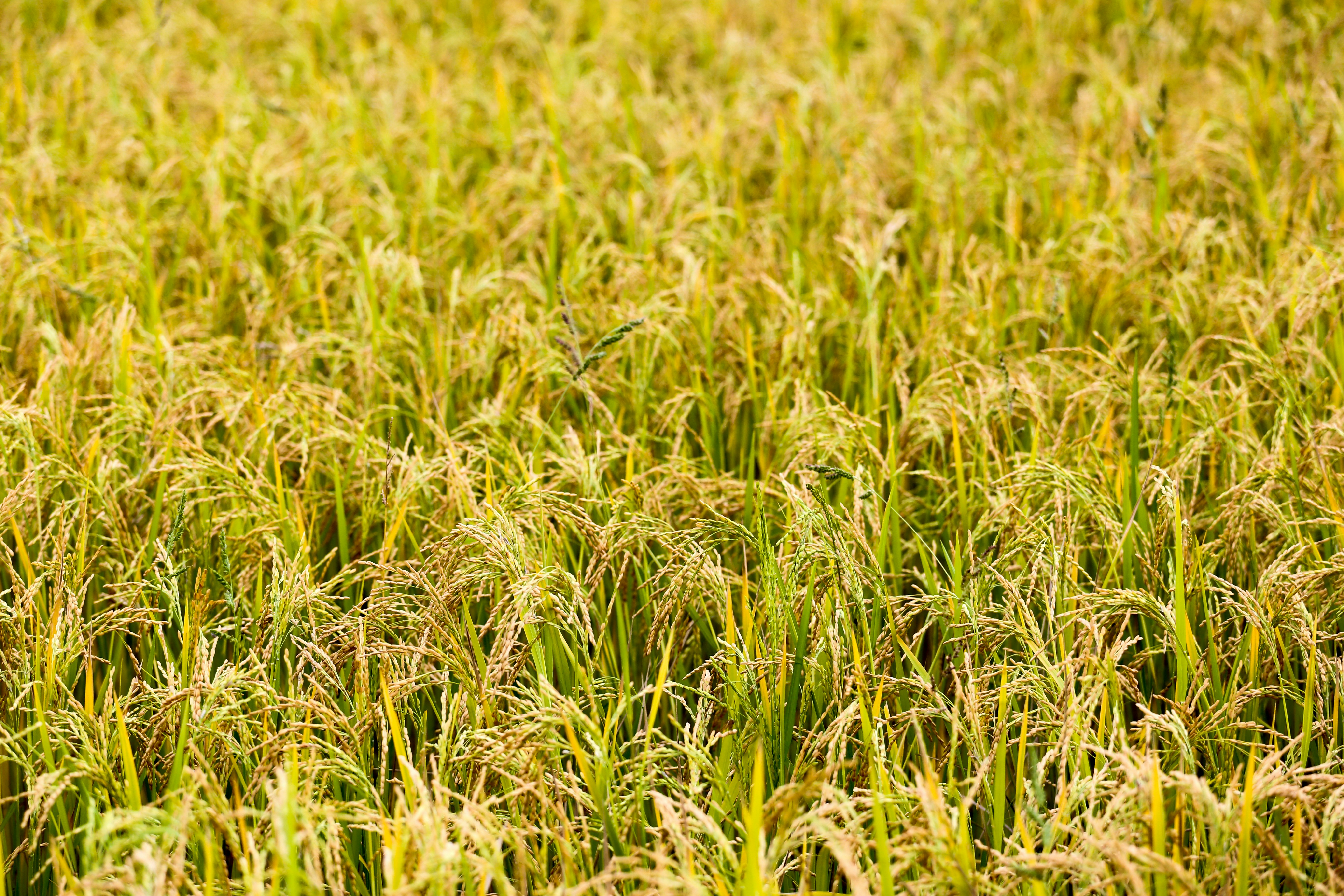 rice field during daytime