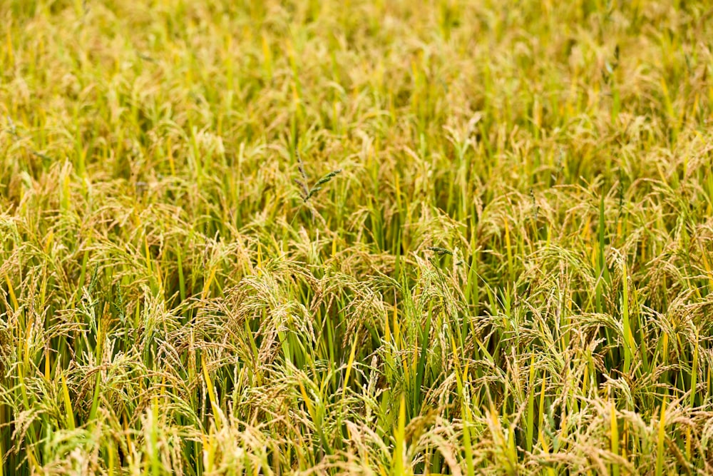 Campo de arroz durante o dia