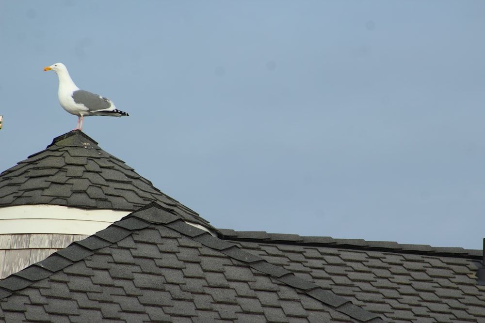 seagull on roof