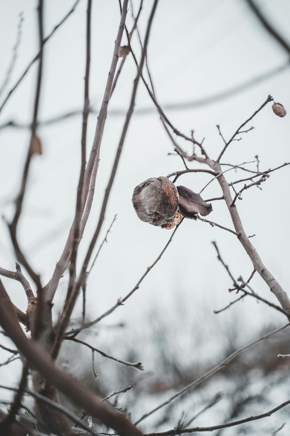 selective focus photography of bare tree