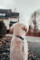 A fluffy dog with a light-colored fur coat is sitting and facing away, looking towards a residential house in the background. The dog is wearing a collar and leash. The setting appears to be outdoors with dry leaves scattered on the ground.