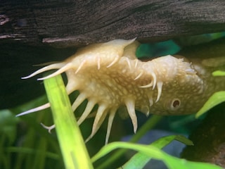 A close-up view of a fish with prominent spiky growths on its head, appearing to be hiding among green aquatic plants and underneath a piece of wood in an aquarium setting. The fish has textured, bumpy skin and a visible eye, contributing to its unique appearance.