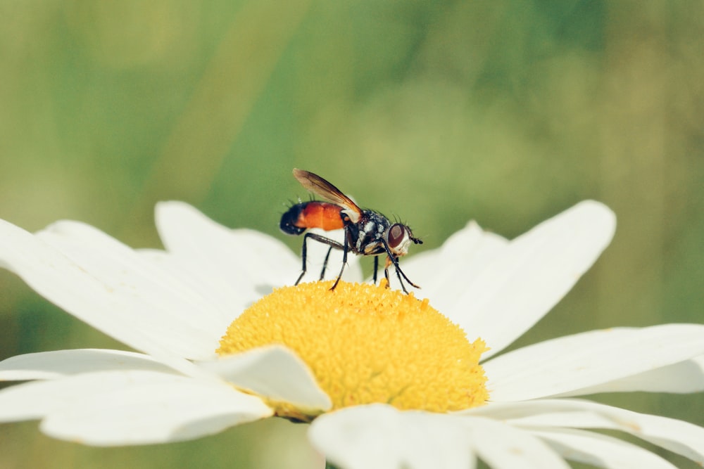 bee perching on pollen