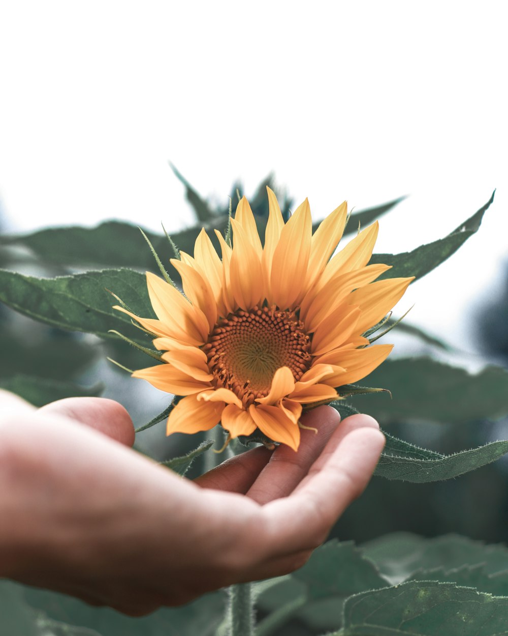 黄色い花びらの花のセレクティブフォーカス撮影