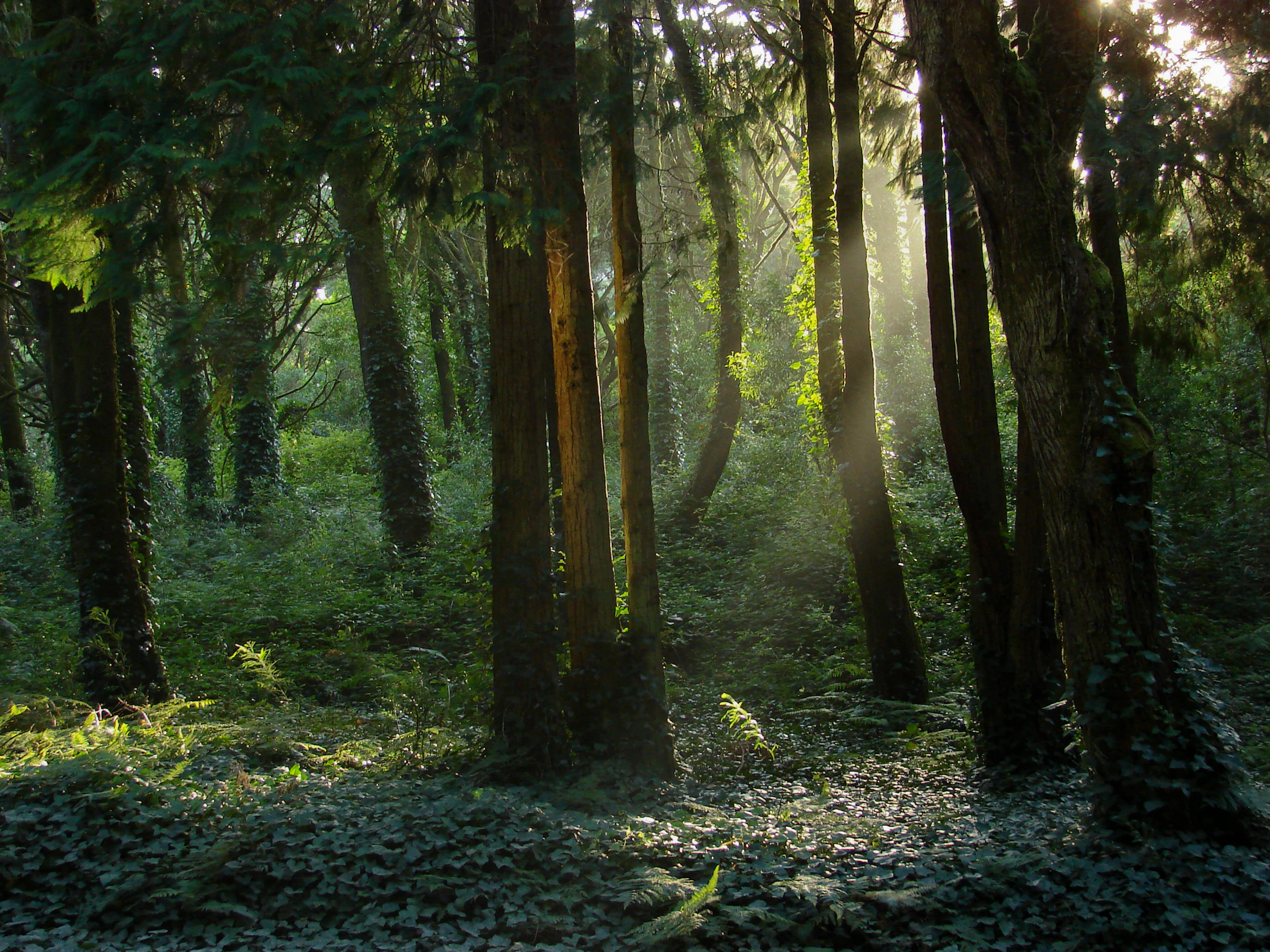 Sunlit forest trail