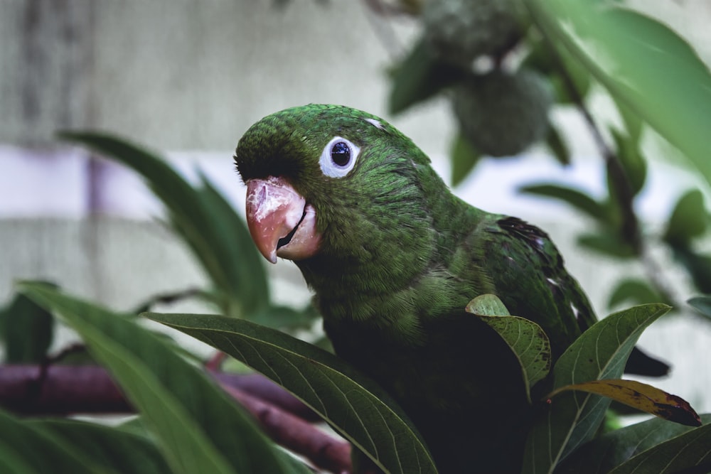 selective focus photography of green parakeet