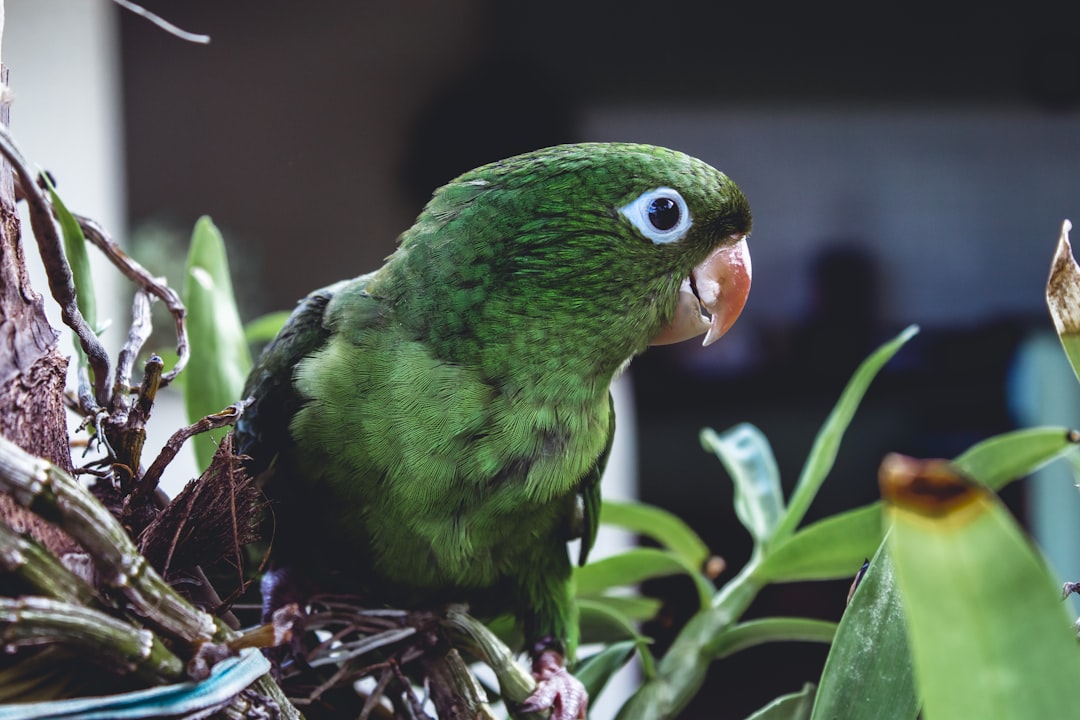 green bird on brown plant