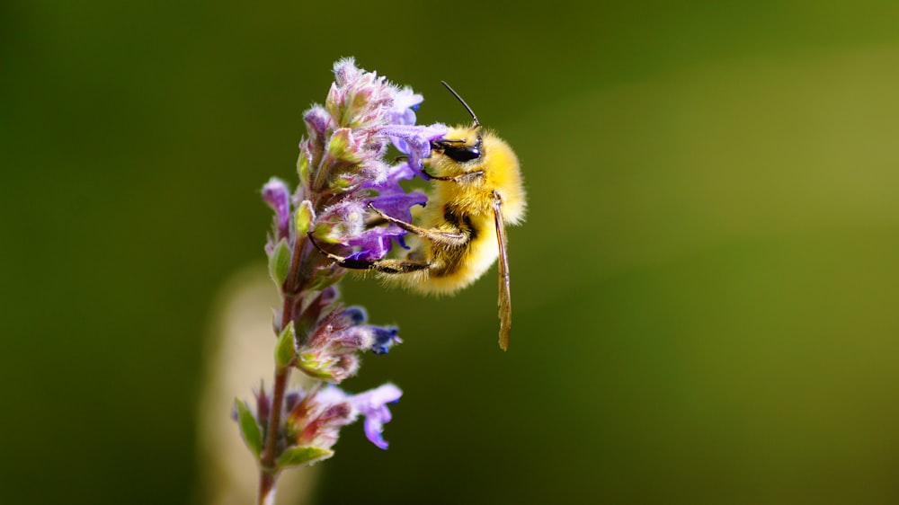 bee pollinating on flower