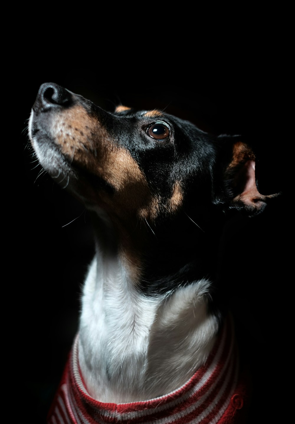 dog looks up on black background