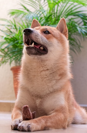 A shiba inu lounging with a goofy grin.