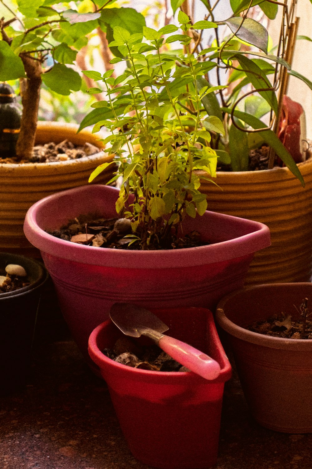 shovel on red plastic pot near indoor plants