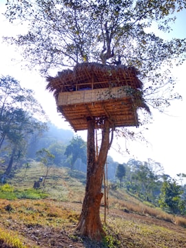 A treehouse perched high in a large tree, surrounded by a lush, green landscape. The structure appears to be made of bamboo or wood with a thatched roof. Sunlight filters through the leaves, creating a serene and peaceful atmosphere.