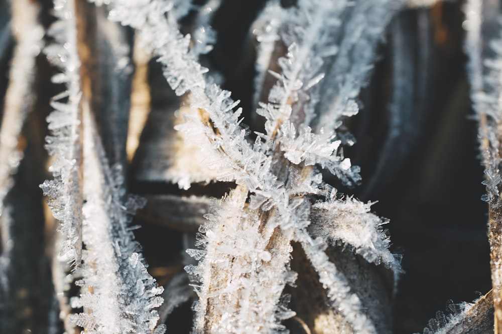 a close up of a bunch of ice crystals