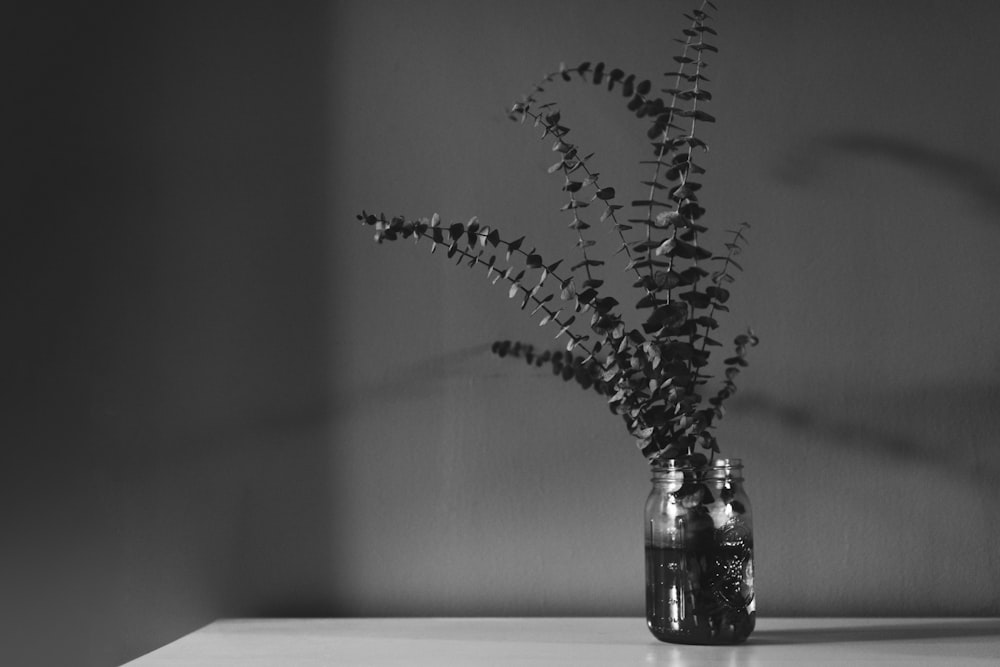 grayscale photography of fern plant in glass mason jar