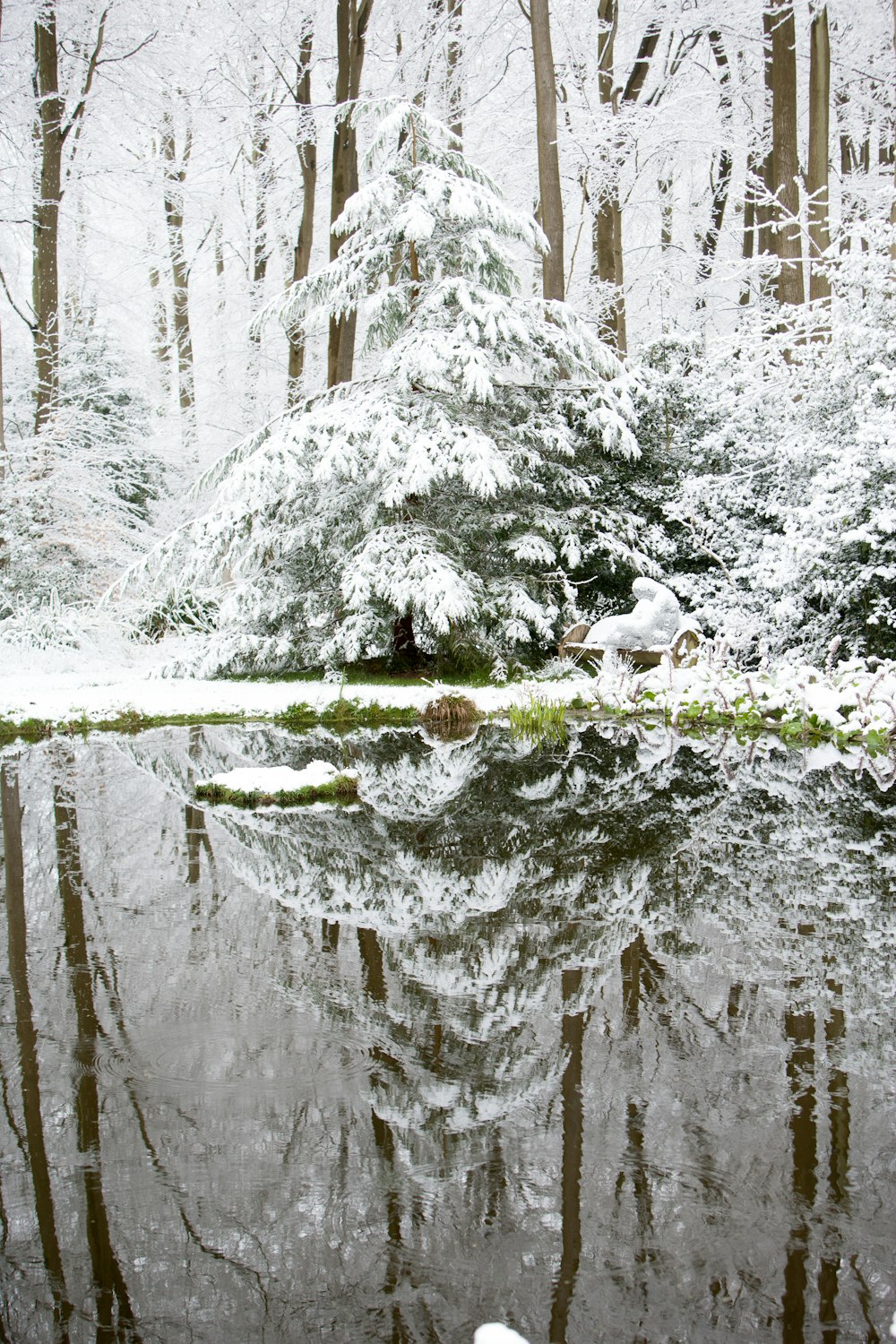 trees with snow near body of water