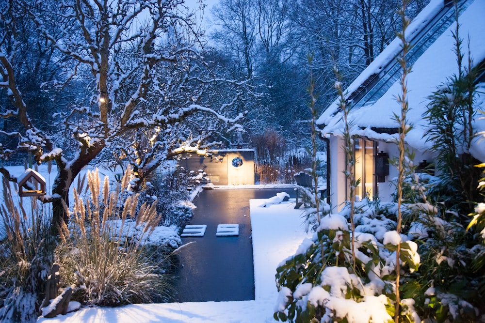 empty backyard during winter