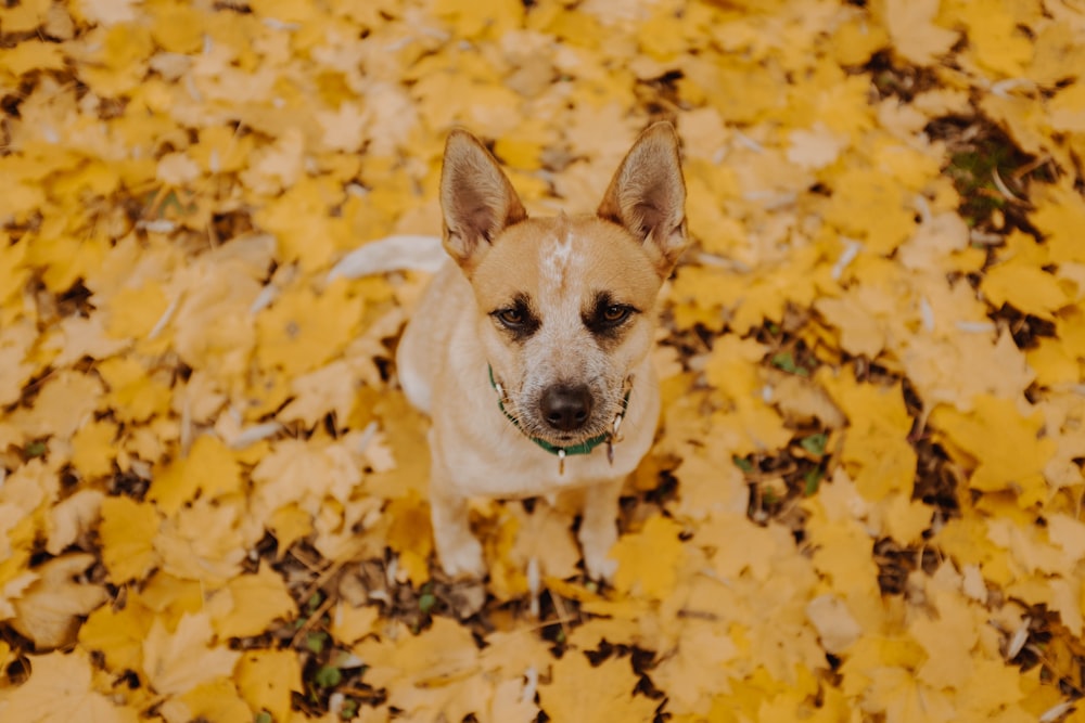 short-coated brown dog