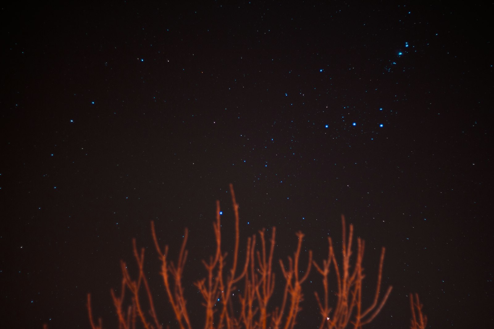 Canon EOS 650D (EOS Rebel T4i / EOS Kiss X6i) + Canon EF 50mm F1.8 STM sample photo. Brown bare trees over photography