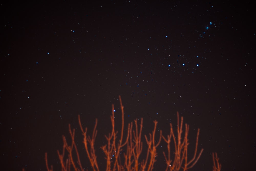 brown bare trees over blue stars at night