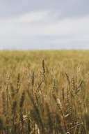 brown wheat field during daytime