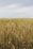 brown wheat field during daytime