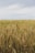 brown wheat field during daytime