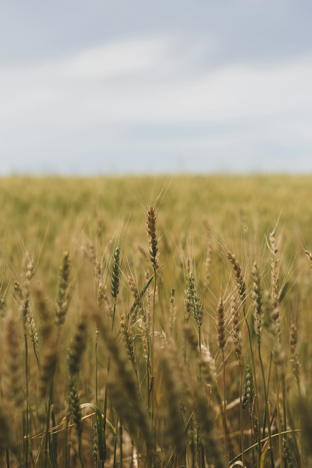 brown wheat field during daytime