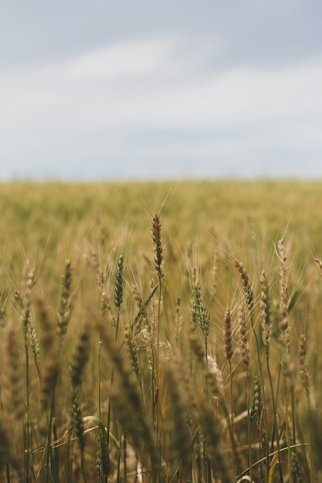 brown wheat field during daytime