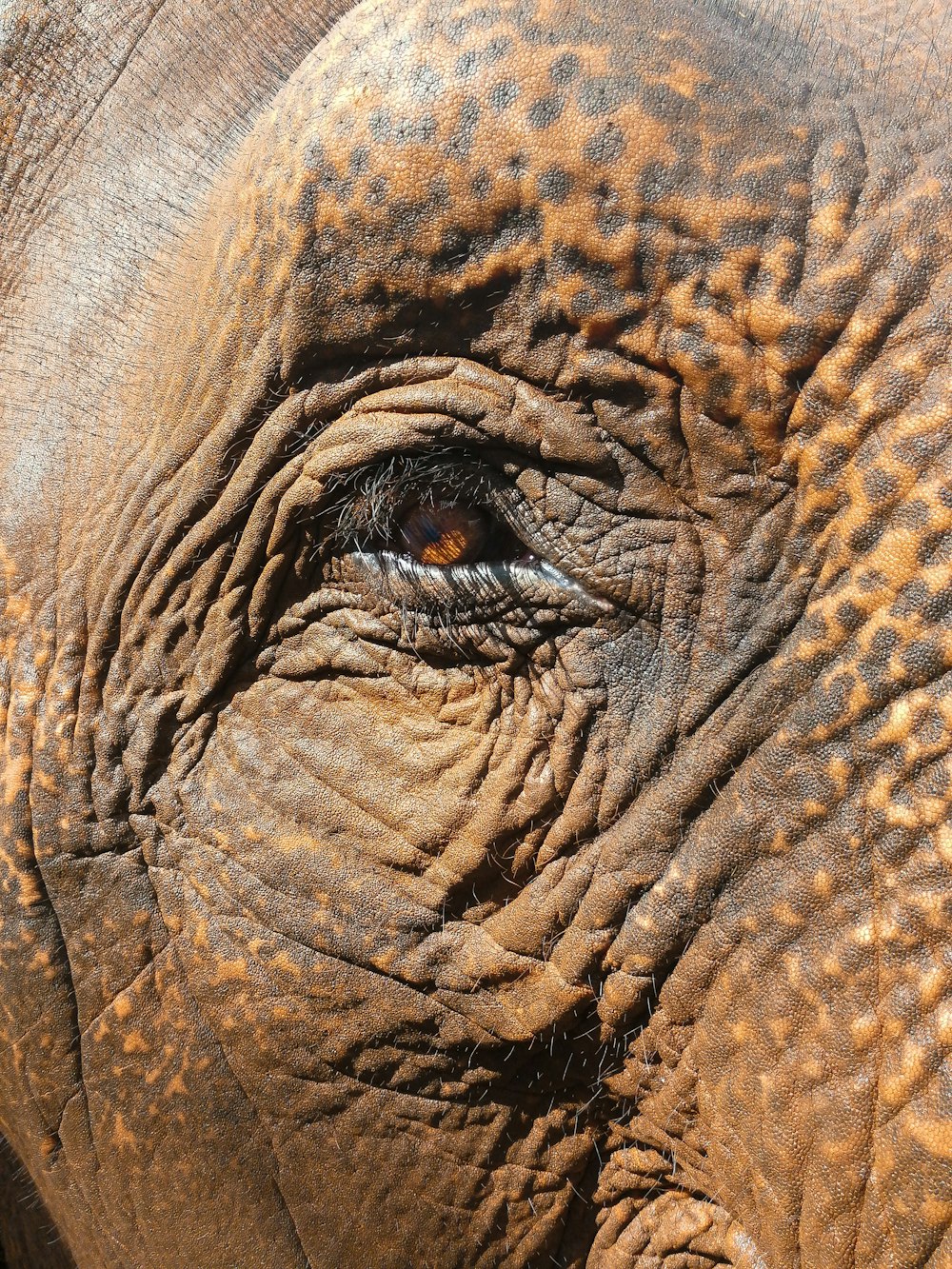 brown and black animal close-up photo