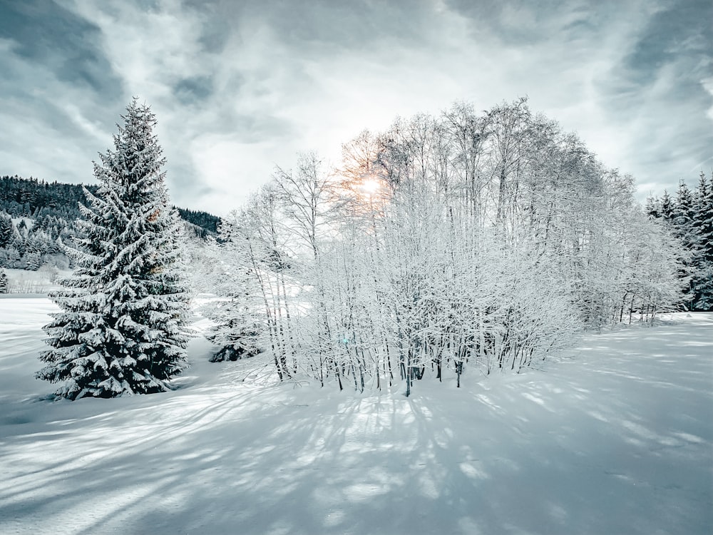 trees covered with snow under cloudy sky