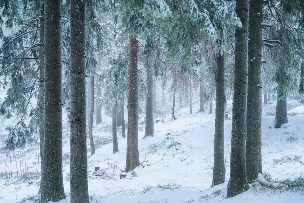 snow covered tall trees during daytime