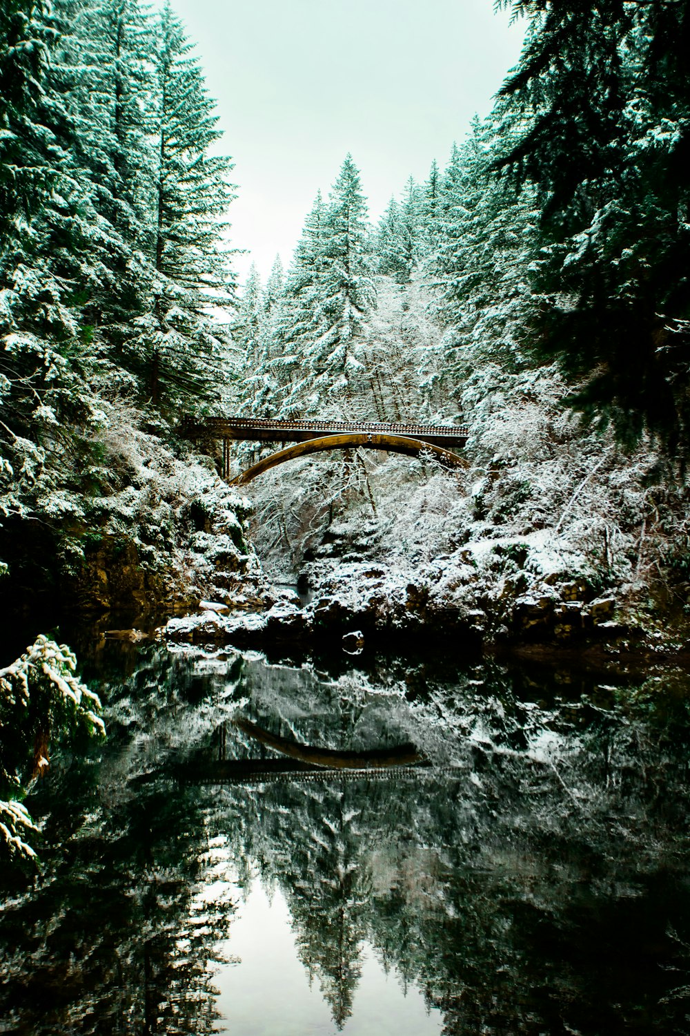 bridge on body of water between pine trees low-angle photography