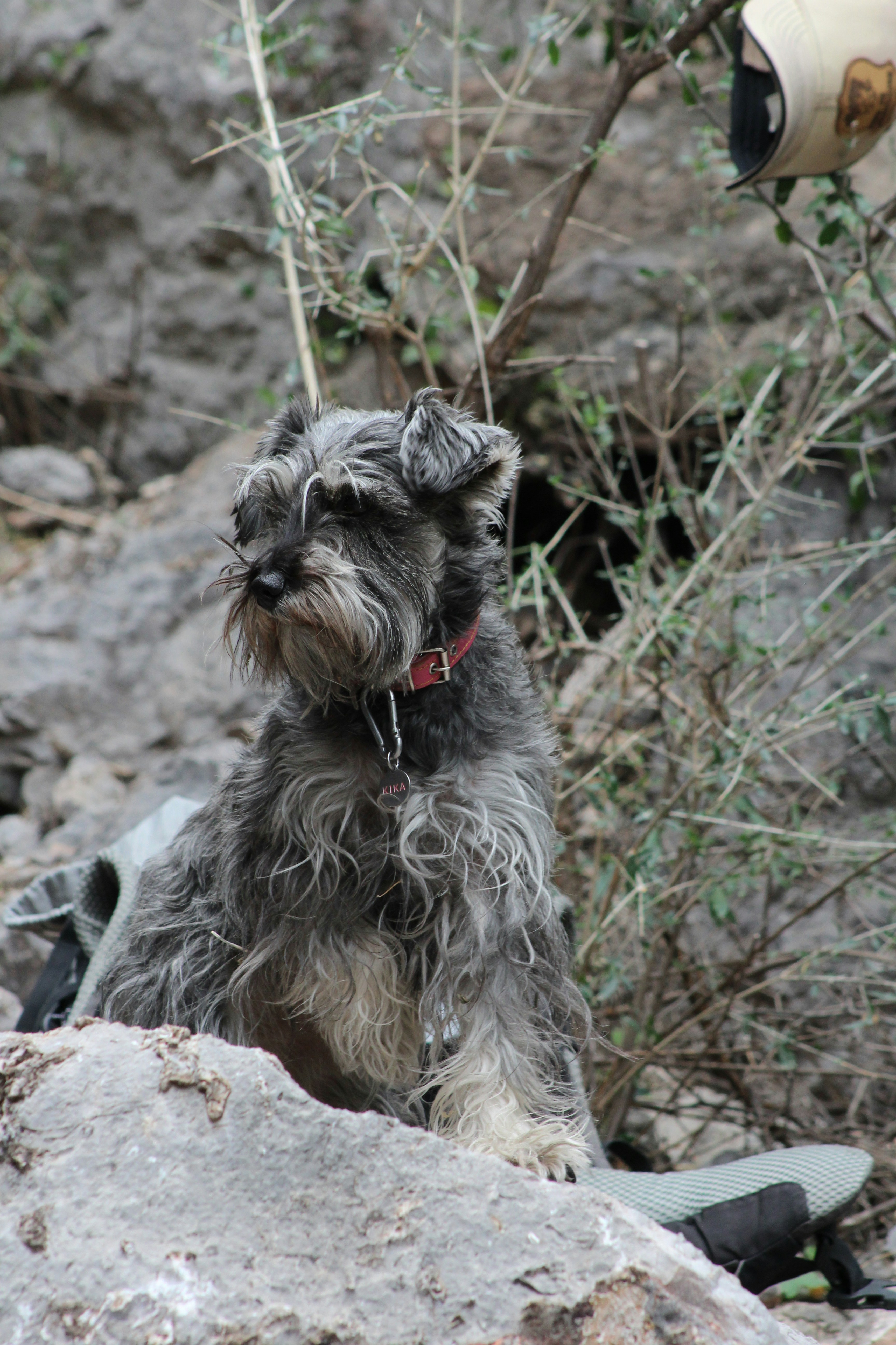 Small Miniature Schnauzer dog Pepper wearing a red collar on a park bench